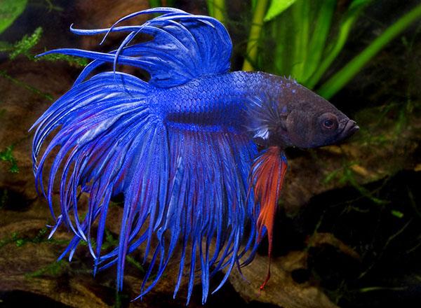 ASSORTED CROWNTAIL MALE FIGHTER