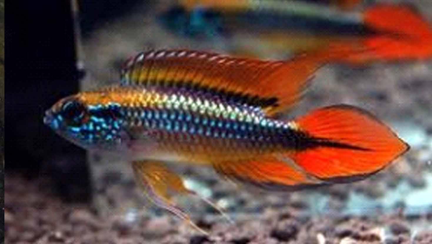 APISTOGRAMMA AGASSIZI DOUBLE RED - Click to enlarge