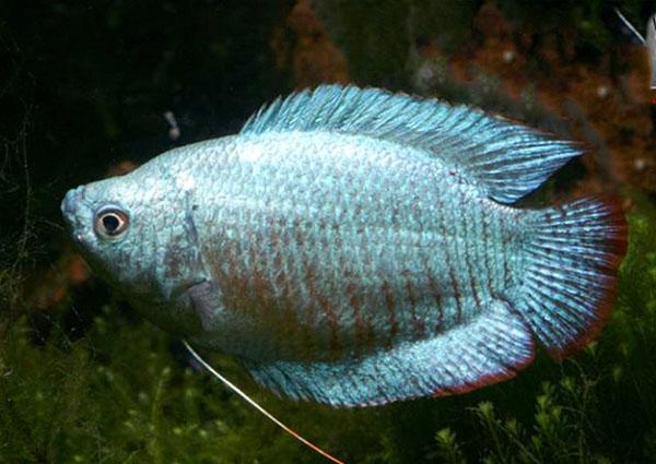 ASSORTED MALE DWARF GOURAMI - Click to enlarge