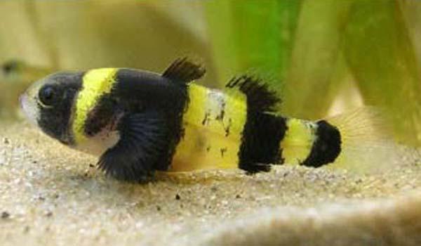 BUMBLE BEE GOBY