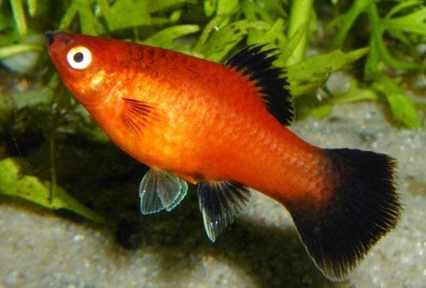 RED WAGTAIL PLATY
