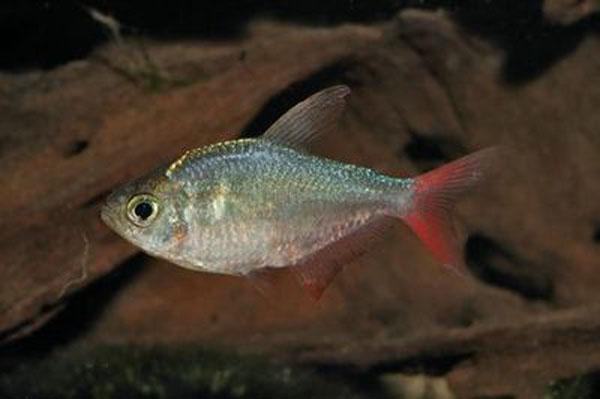 RED BLUE COLOMBIAN TETRA