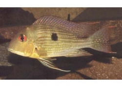 GEOPHAGUS SURINAMENSIS - RED HORSEFACE - Click for more info