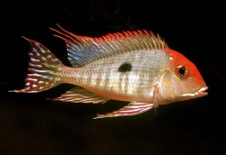 GEOPHAGUS TAPAJOS - Click for more info