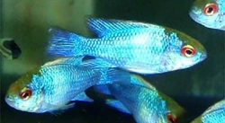 NEON BLUE RAM - Click for more info