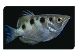 ARCHER FISH (BRACKISH) - Click for more info