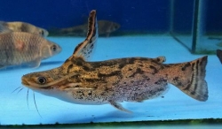 COLOMBIA WOOD CATFISH - Click for more info