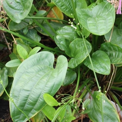 ECHINODORUS RADICAN POTTED - Click for more info