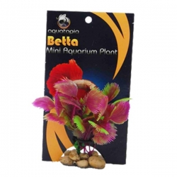 BETTA PLANT PURPLE GREEN - Click for more info