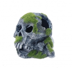 SKULL WITH MOSS