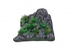 ROCK WITH GREEN PLANT