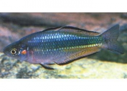 CRIMSON SPOTTED RAINBOW - Click for more info