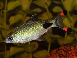 BLACK SPOT RED FIN BARB - Click for more info