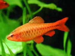 CHERRY BARB - Click for more info
