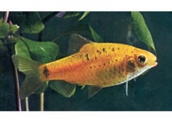 GOLDEN BARB - Click for more info