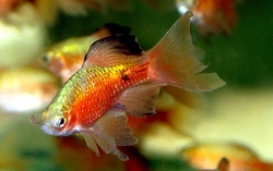 MALE LONGFIN ROSY BARB - Click for more info