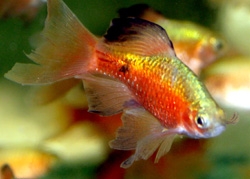 MALE LONGFIN ROSY BARB