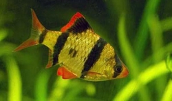 TIGER BARB - Click for more info