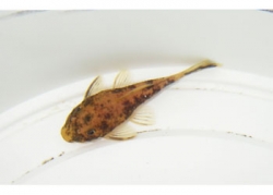 MARBLE BRISTLENOSE CATFISH - Click for more info