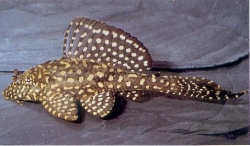 GOLD SPOTTED PLECOSTOMUS