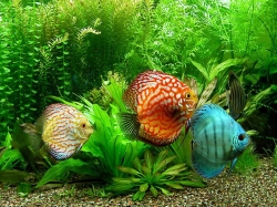 ASSORTED DISCUS - Click for more info