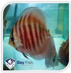 ASSORTED DISCUS - Click for more info