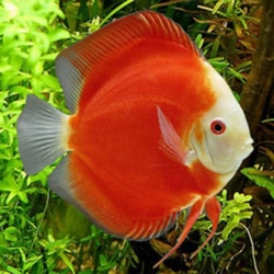 RED MELON DISCUS