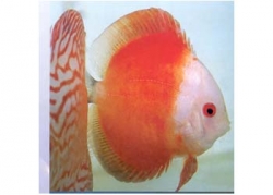RED MELON DISCUS