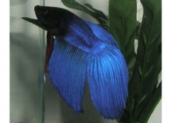 BLUE MALE FIGHTER - Click for more info