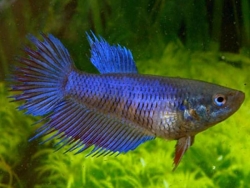 FEMALE CROWNTAIL FIGHTER