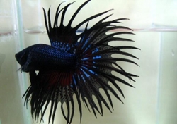 BLACK ORCHID CROWNTAIL MALE BETTA