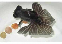 BLACK BUTTERFLY TAIL - Click for more info