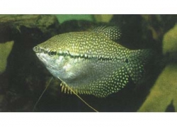 PEARL GOURAMI - Click for more info