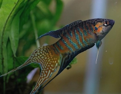 PARADISE FISH - Click for more info