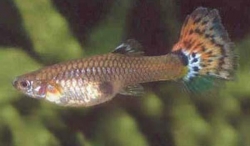 ASSORTED FEMALE GUPPY - Click for more info