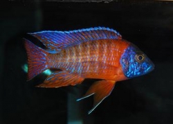 AULONOCARA SPECIES RUBIN RED - Click for more info