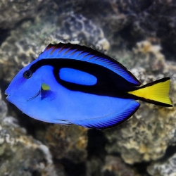 BLUE TANG LGE (IND)