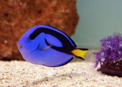 BLUE TANG SMALL (IND)