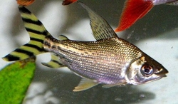 FLAGTAIL PROCHILODUS YELLOW FINNED