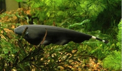 BLACK GHOST KNIFE FISH - Click for more info