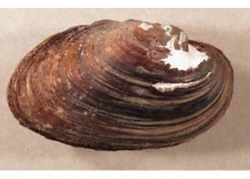 FRESHWATER MUSSEL