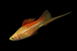 PINEAPPLE SWORDTAIL - Click for more info