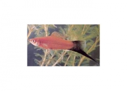 RED WAGTAIL SWORDTAIL - Click for more info