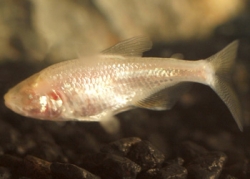 BLIND CAVE TETRA - Click for more info