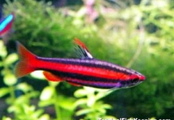 CORAL RED PENCIL FISH (N.MORTENTHALERI)